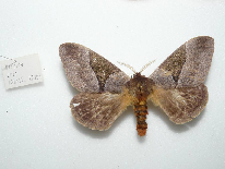 FIGURE 2b FIGURE 2b